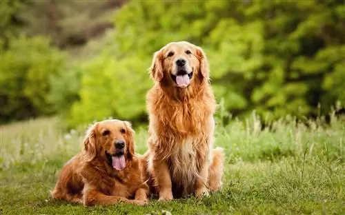 Golden retriever pasangan yang cantik dan cantik