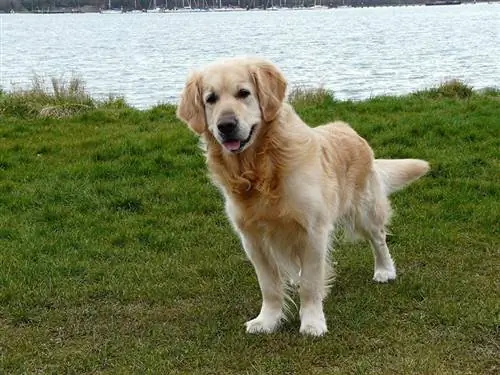 Amerikanischer Golden Retriever steht an einem Flussufer