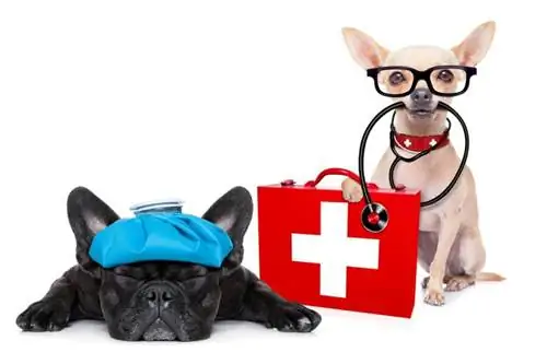 8 Pinakamahusay na Dog First Aid Kit 2023 – Mga Review & Mga Nangungunang Pinili