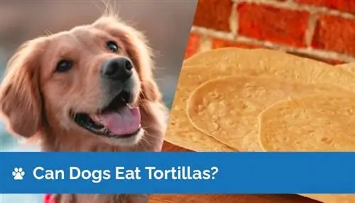 Kan hunde spise tortillas? Sundhedsfakta & FAQ