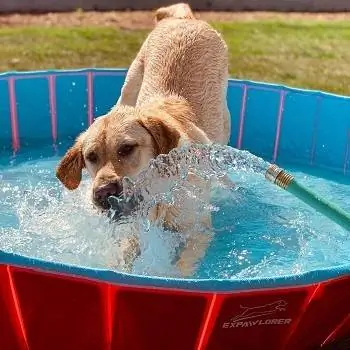 10 Kolam Renang Anjing Terbaik 2023 – Ulasan, Panduan & Perbandingan