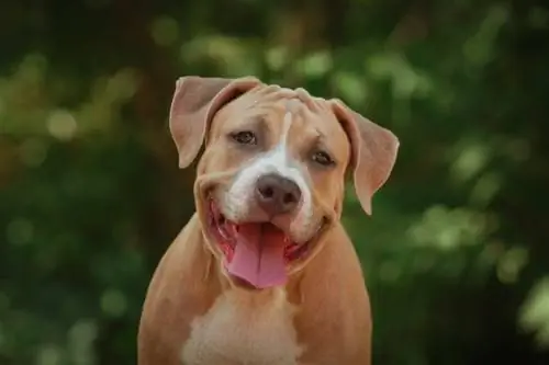 Amerikanischer Pitbull-Terrier