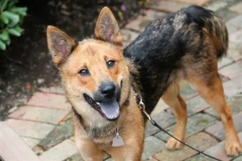 Shepherd Inu (የጀርመን እረኛ x Shiba Inu)