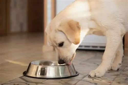 hond aan het eten