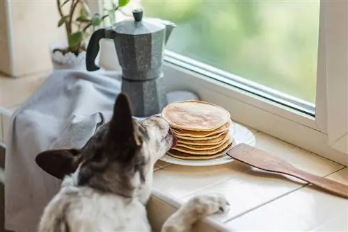 dev licking pancakes