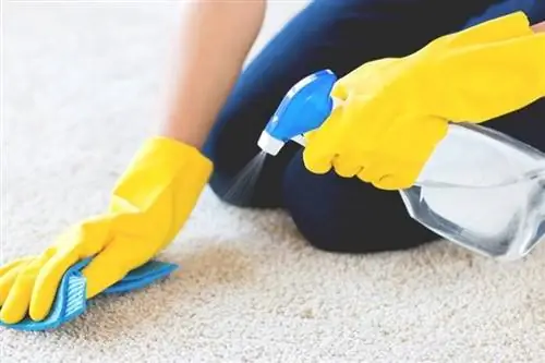 Pag-spray ng carpet cleaner sa carpet