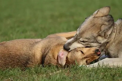 Hund von einem anderen Hund gebissen? Hier erfahren Sie, was zu tun ist! (Antwort des Tierarztes)