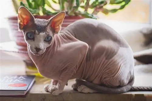 kucing sphynx abu-abu di atas meja kayu