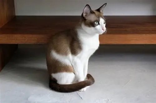 kucing sepatu salju duduk di lantai