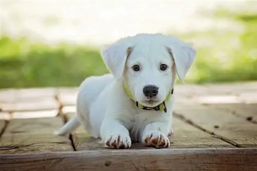 Lista de verificación de cachorros nuevos: todo el equipo y los elementos esenciales