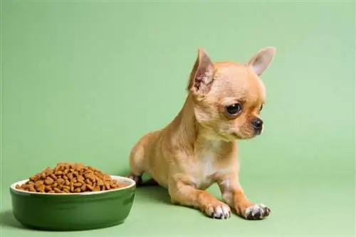 cachorrinho não está comendo