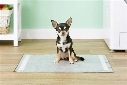 cão sentado no tapete de treinamento ou xixi