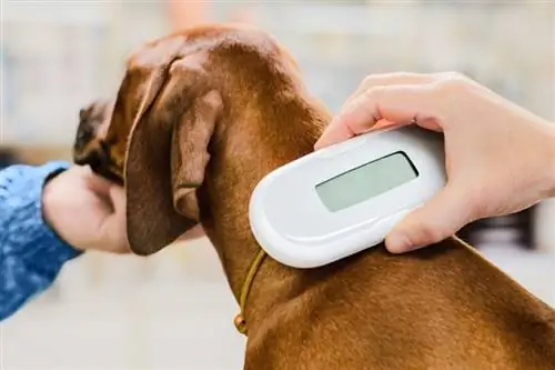 Veterinario che controlla microchip_olgagorovenko_shutterstock