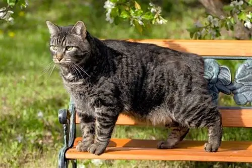 gato manx en un banco