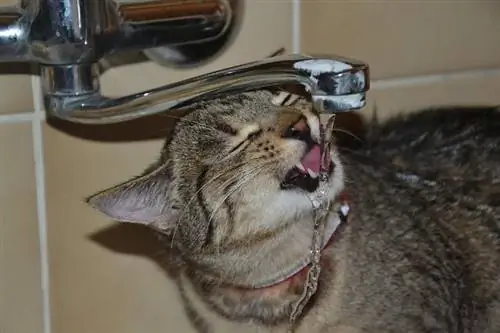 21 races de chats qui aiment l'eau (avec photos)