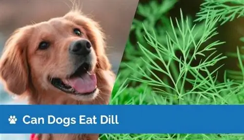 Kunnen honden dille eten? Gezondheid & Veiligheidsgids