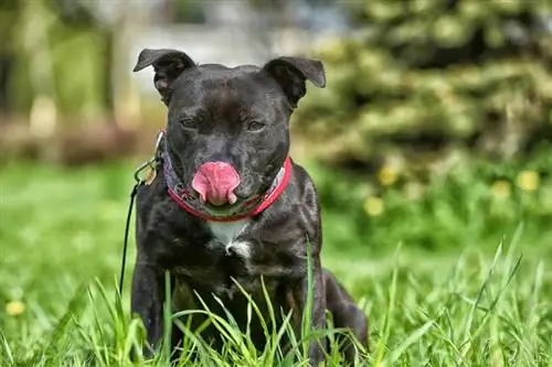 Bullboxer Staff на траве_Анна Кривицкая_Shutterstock