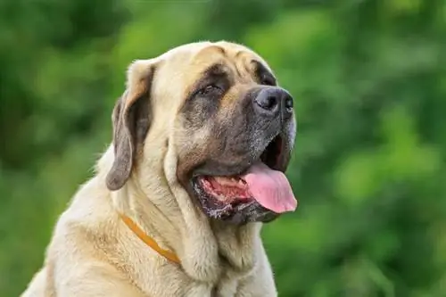 mastiff hond met tong uit