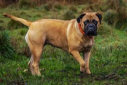 bullmastiff wat op die gras staan