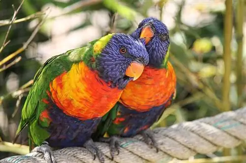 Lorikeet เรียกอีกอย่างว่า Lori