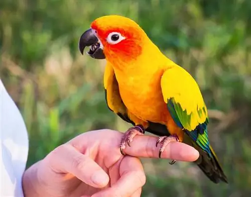 conure ወፍ በባለቤቱ ጣት ላይ ተቀምጧል