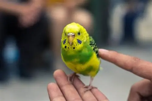 χαριτωμένο κίτρινο budgie που είναι κατοικίδιο από τον ιδιοκτήτη