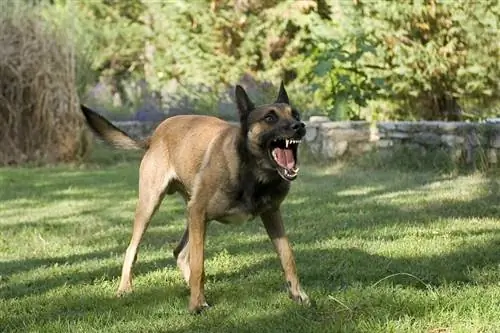 belgický ovčácký pes malinois štěká