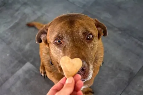 Ein Labrador-Hund, der herzförmige Kekse bekommt