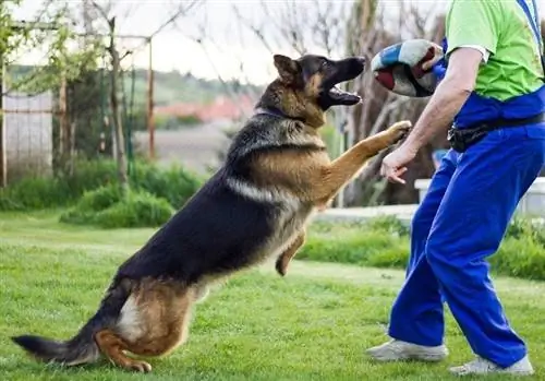 Føler hunde jalousi eller misundelse? Hvad du behøver at vide