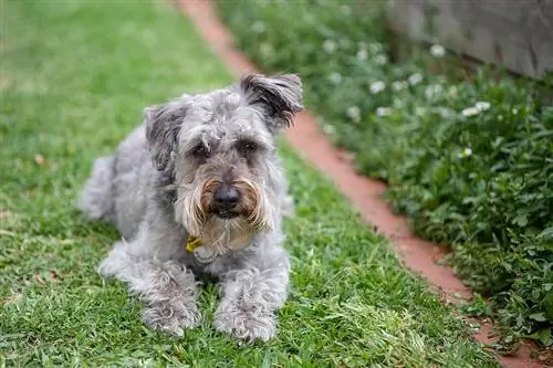 Schnoodle hond van gemengd ras