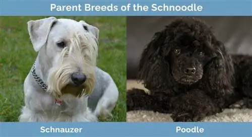 Roditeljske pasmine Schnoodle