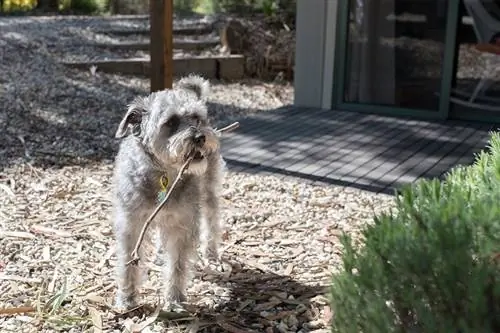 Schnoodle-hond met stok