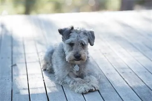 Schnoodle dog