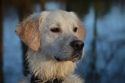 I cani si sentono tristi? Cosa hai bisogno di sapere