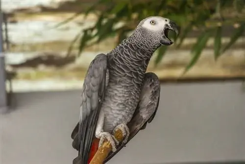 Gabão papagaio cinza em seu poleiro