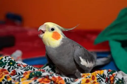 O papagaio do Cockatiel senta-se com trapos coloridos com um bico aberto