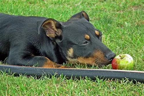 Hund som luktar äpple