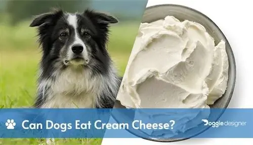 ¿Pueden los perros comer queso crema? ¿El queso crema es seguro para los perros?