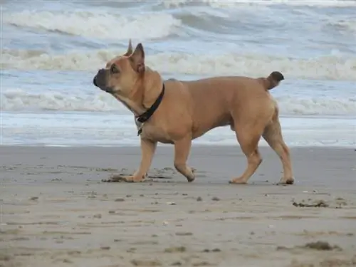 cane che cammina sulla sabbia