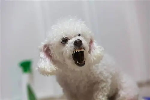 Poodles são agressivos? Fatos aprovados pelo veterinário & dicas