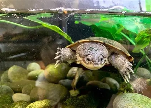 Schildkröte in einem Tank