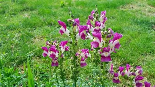 Puas yog Snapdragons lom rau miv? Khaws Koj Cov Tsiaj Zoo