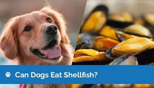 Maaari Bang Kumain ng Shellfish ang Mga Aso? Mga Katotohanan sa Nutrisyon na Inaprubahan ng Vet & FAQ