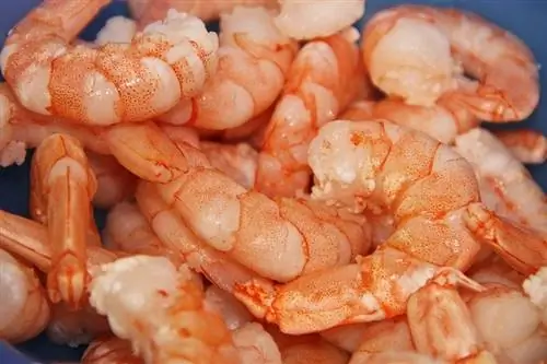 udang