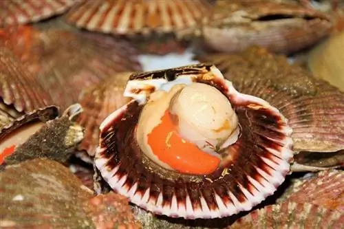 Scallops