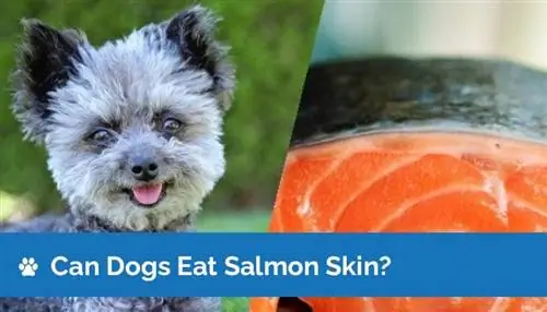 Bisakah Anjing Makan Kulit Salmon? Fakta yang Disetujui Dokter Hewan