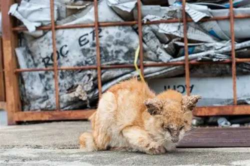 Rak uha kod mačaka: znakovi, uzroci & Tretmani (odgovor veterinara)