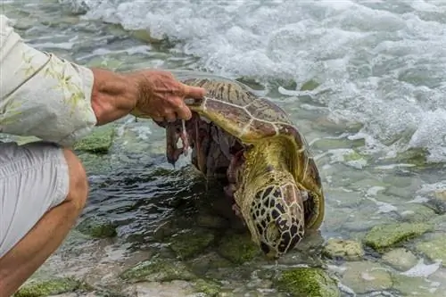 Com saber si una tortuga ha mort: 8 signes revisats per un veterinari per buscar