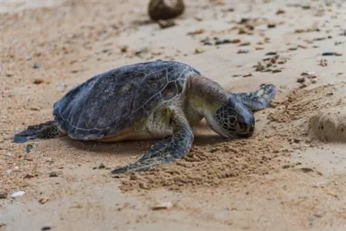 Död havssköldpadda på stranden