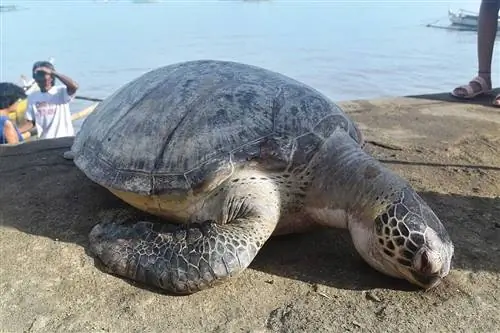 Penyu Laut Mati